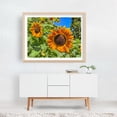 thumbnail image 3 of Italian Sunflowers on a July Day - York Pennsylvania Photography Flowers Botanical Garden Nature Floral Summer Unframed Wall Art Print 16 x 20 inches, 3 of 4