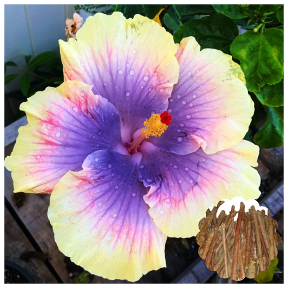7 Hibiscus Cuttings for Planting Purple Yellow Hibiscus Flower Plant Perennial Flowering Shrub Outdoor Indoor Garden