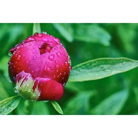 - Peel-n-Stick Poster of Dew Drop Peony Dew Flowers Spring Button Poster 24x16 Adhesive Sticker Poster Print