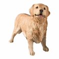 thumbnail image 1 of Sandicast OS12901 Original Size Golden Retriever Sculpture, Standing, 1 of 1