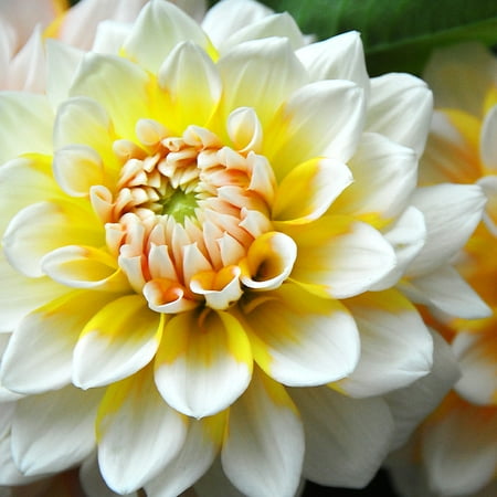 Seattle Dinnerplate Dahlia Flower Bulbs - Deer Resistant - Good as Cut Flowers - Grows Well In Containers - Easy to Grow Live Plants - Outdoor Garden