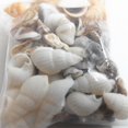 thumbnail image 1 of Mixed Assorted Sea Shells Natural Beach Seashells Aquarium Decoration Craft, 1 of 2