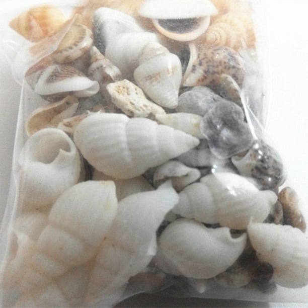 Mixed Assorted Sea Shells Natural Beach Seashells Aquarium