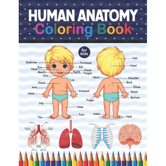 Human Anatomy Coloring Book For Kids: Human Body Student's Self-Test Coloring Book. Huma Body Anatomy Coloring Book For , (Paperback)