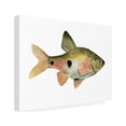 thumbnail image 2 of Trademark Fine Art 'Rainbow Fish III' Canvas Art by Emma Scarvey, 2 of 4