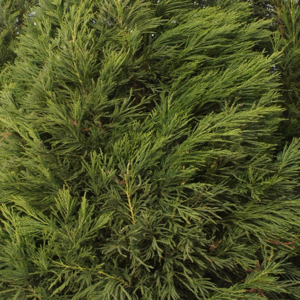 Expert Gardener 3-4 ft tall Yoshino Cryptomeria Live Tree in 7-Gallon Grower Pot