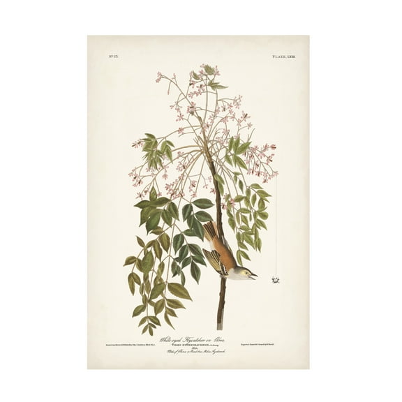 John James Audubon 'White Eyed Flycatcher' Canvas Art
