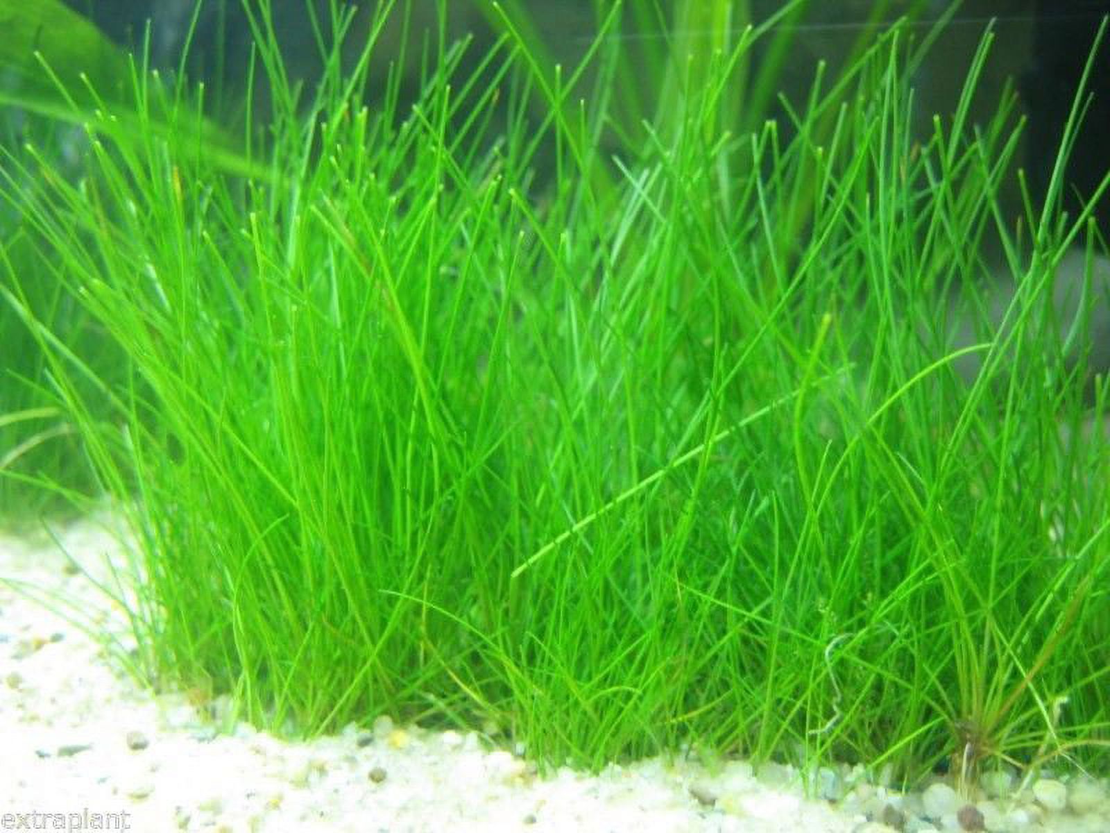 Dwarf Hairgrass (Eleocharis Parvula) Plant Mat 3X5 Aquarium Plant