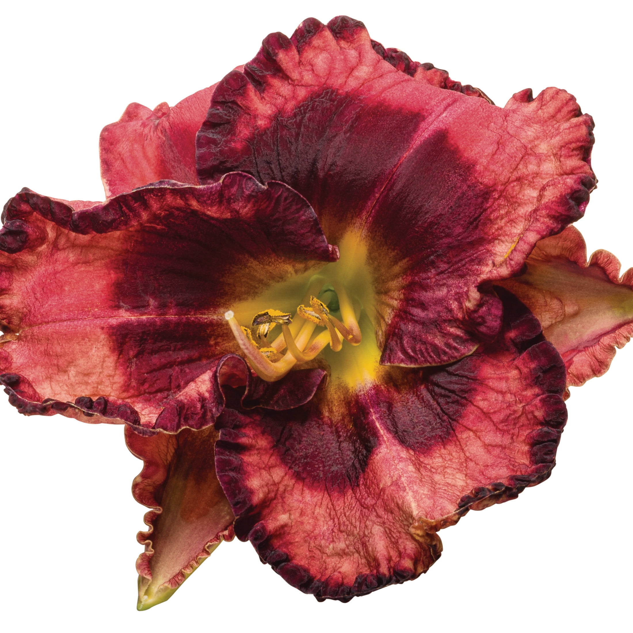 Proven Winners 6" Purple Rainbow Rhythm 'Storm Shelter' Daylily Live Plant in 6.5" Pot