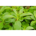 Live Stevia Plant, Stevia Plants Live, 4 Plants, Sweetleaf Stevia Plant