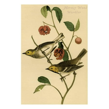 - Hermit Wood Warbler Print Wall Art By John James Audubon