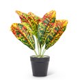 thumbnail image 1 of Medium Leaf Plant, 1 of 2