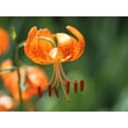 thumbnail image 2 of Bonin, Suzanne 32x25 White Modern Wood Framed Museum Art Print Titled - Tiger Lily, 2 of 4