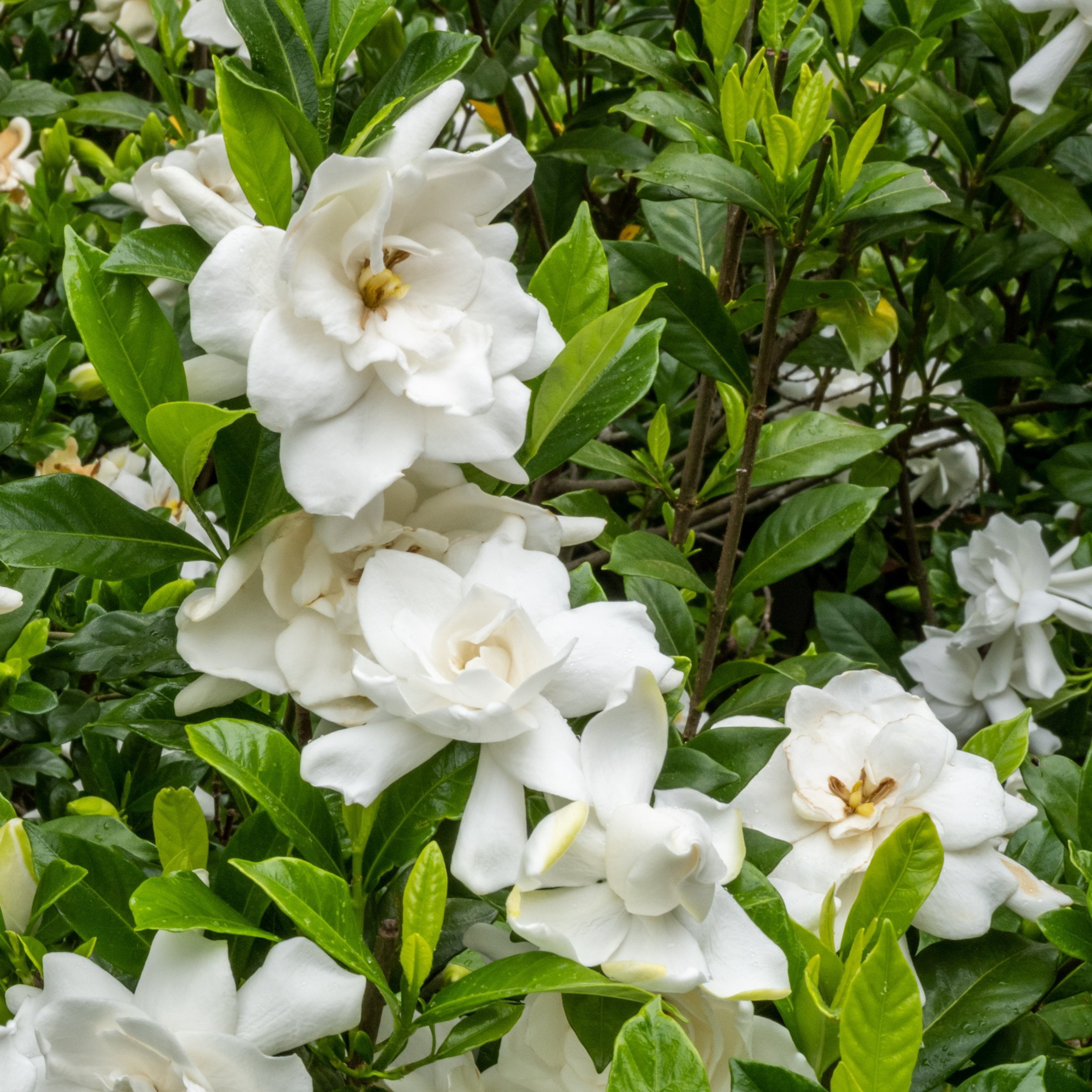 National Plant Network 4 in. Gardenia Frostproof (32-Pack)