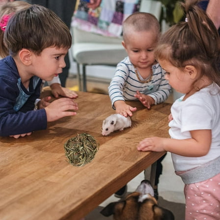 LOLIPPYY Small Pet Chew Toy Grass Rabbit Chew Toy Light Brown 1Pack