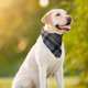thumbnail image 4 of Suministros para mascotas, ropa para perros, vestido para perros, esmoquin, ropa para mascotas, traje de fiesta para perros, traje de boda 2127, 4 of 5