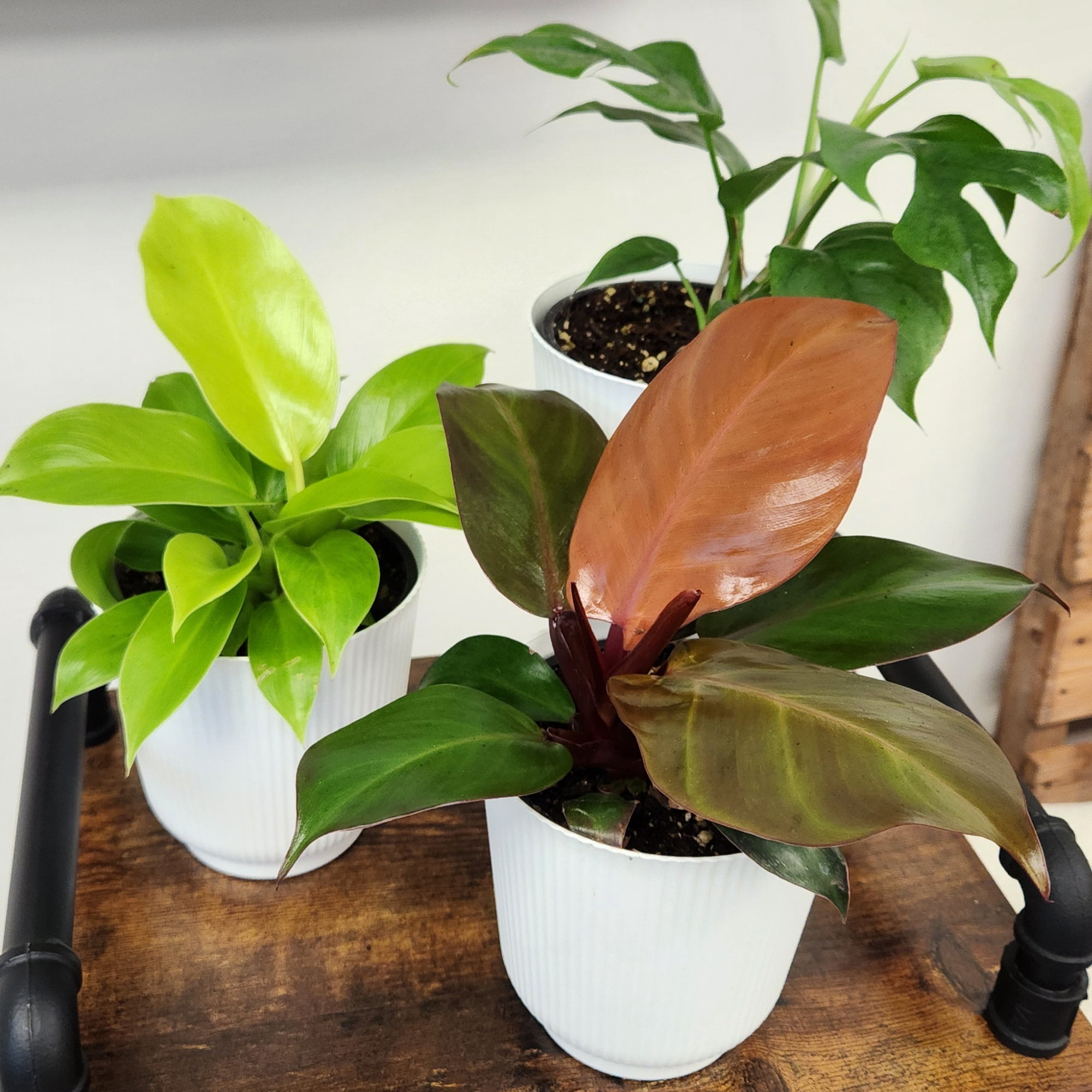 Element Live Philodendron Plant Variety Pack, Includes 4.25in White Deco Pots, Easy Care, (3 Count)