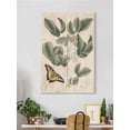 thumbnail image 2 of Catesby Butterfly Wrapped Canvas -Mark Catesby Designs,, 2 of 3