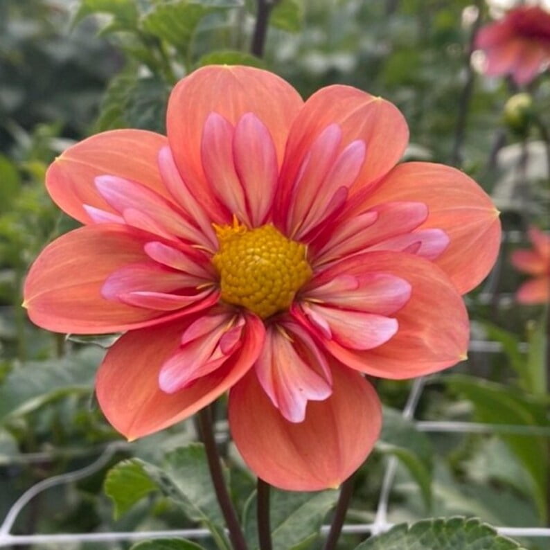 40 Seeds Giggles Dahlia Seeds Pollinator Friendly Heirloom Flower Seeds Mix Seeds to Plant Non-