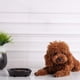 thumbnail image 3 of Comedero lento para perros, tazón de cerámica para perros y gatos, plato para perros, cuencos de comida de alimentación lenta para cachorros de Bulldog negro BANYUO  Hogar, 3 of 7