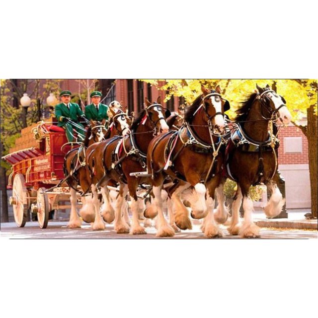 Clydesdales Plaque d'Immatriculation Photo de Chariot