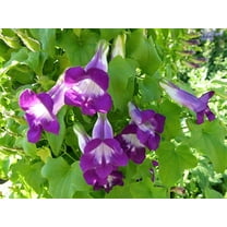 Seedville 10 Mixed Dragonsnap Flower Seeds, Attract Hummingbirds