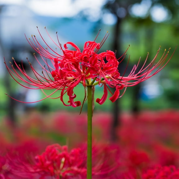 Easy to Grow Lycoris Radiata Red 1 Plant Bulb, Summer Fall Zones 6-9