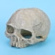thumbnail image 2 of Estatua De Calavera Decoración De Estatua De Calavera, Estatua De Calavera De Forma Exquisita, Cueva Para Mascotas Para Pecera De Acuario Fugacal Skull Statue, 2 of 8