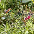 thumbnail image 4 of 100 Uds. Estacas coloridas de mariposas para jardín, adornos de mariposas para Patio en palos, 4 of 5