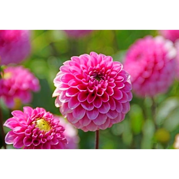 Happy Hour Ball Flowering Dahlia - 1 Top Size Root Clump