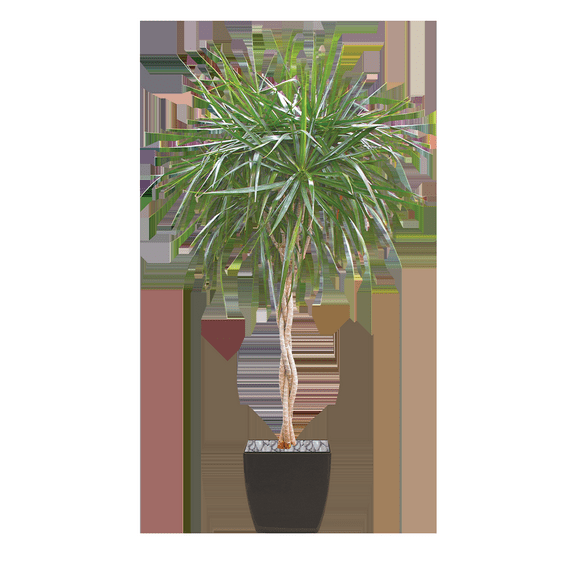 Dragon Tree-Braid-Perfect for modern interiors  6" Pot