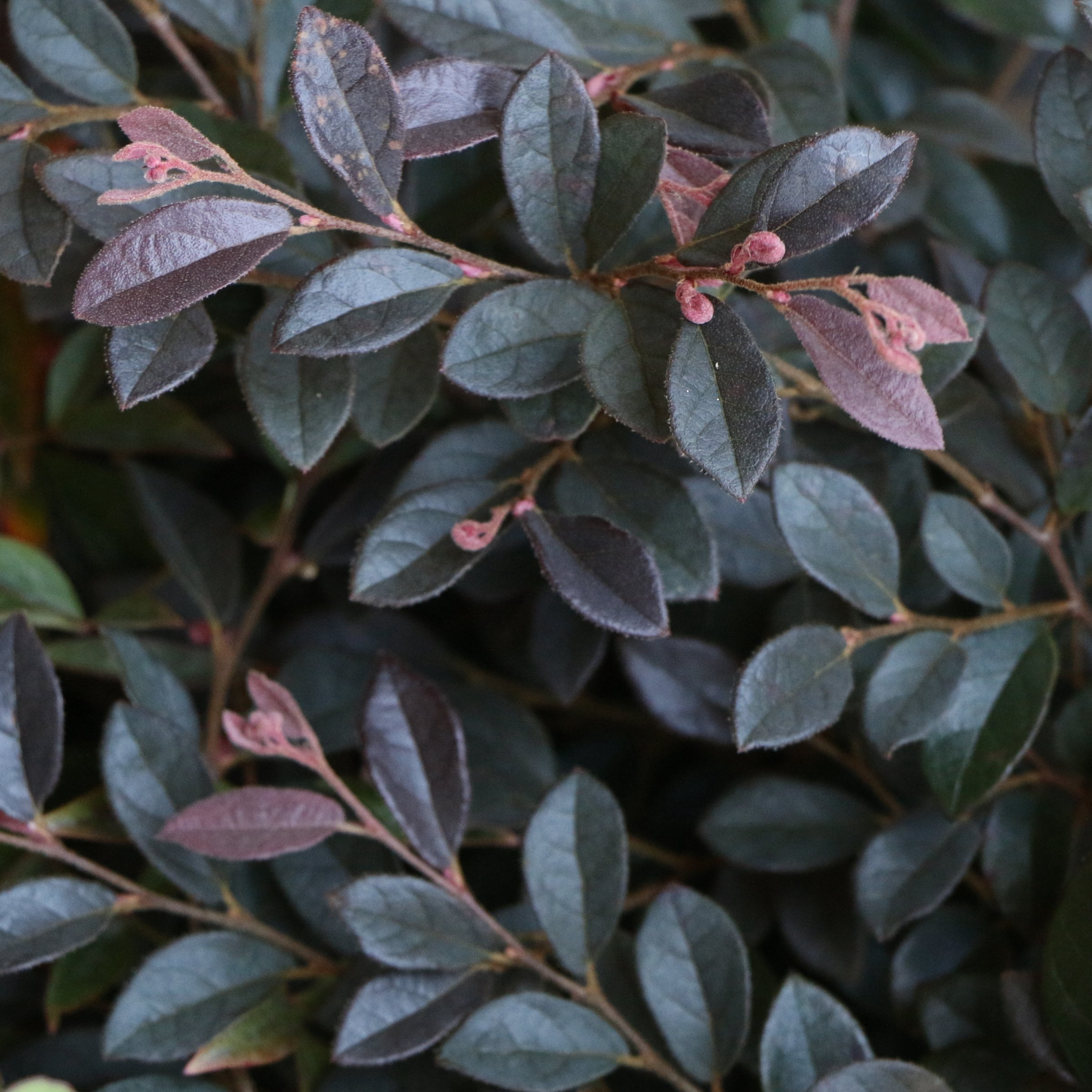 1 gal. Loropetalum Cerise Charm Live Shrub Condition with Full Sunlight
