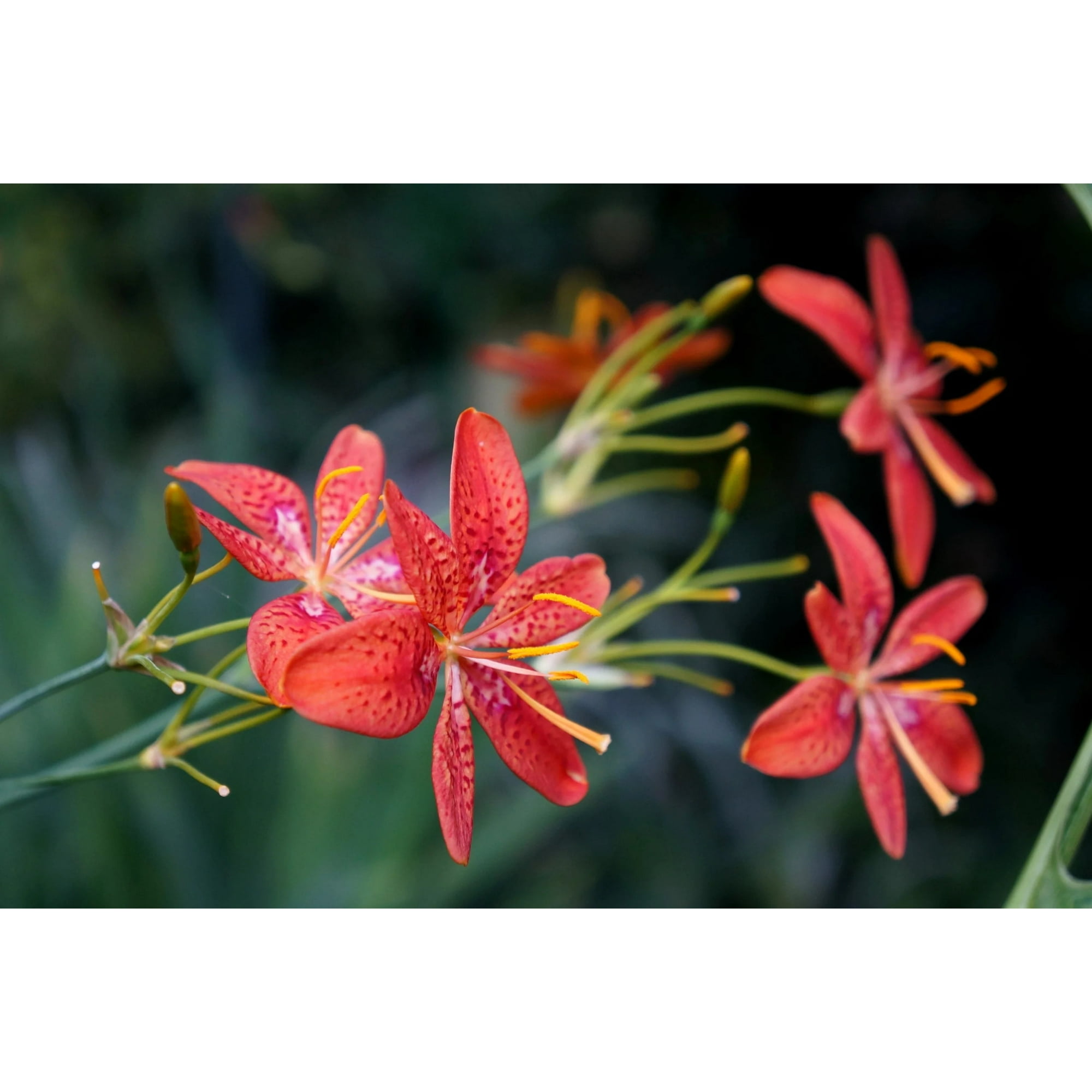 10 FRECKLEFACE BLACKBERRY LILY (Leopard Lily) Belamcanda Chinensis