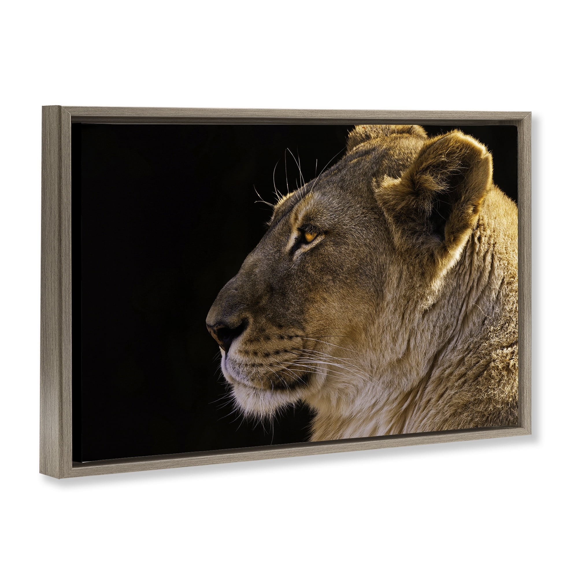 Stupell Industries Fierce Lion Looking Left Animals Photography Brown Floater Framed Canvas Art Print Wall Art, 31 x 21