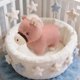 thumbnail image 1 of Juguetes de piscina, juguetes para bebés, juguetes para niños pequeños, ponis simulados, muñecos de peluche de caballo de patas cortas, lindos caballos del zodiaco, muñecos infantiles, mascotas del añ, 1 of 6