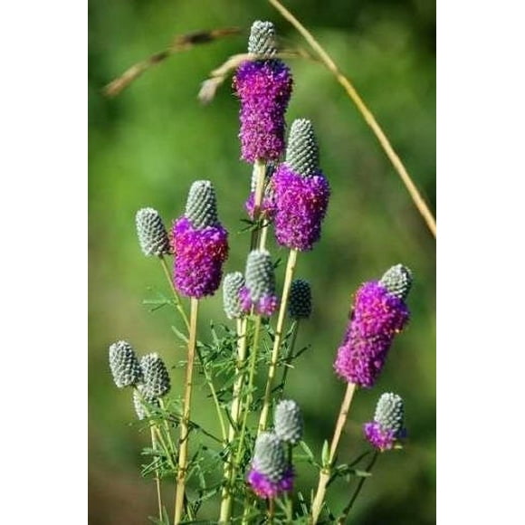 700 PURPLE PRAIRIE CLOVER Dalea Purpurea Flower Seeds