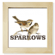 thumbnail image 1 of Gorriones,aves,animales,comida,amor. Pantalla de escritorio de pared de fotograma cuadrado, 1 of 4