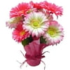 Easter Decor Potted Pink/Light Pink Daisy