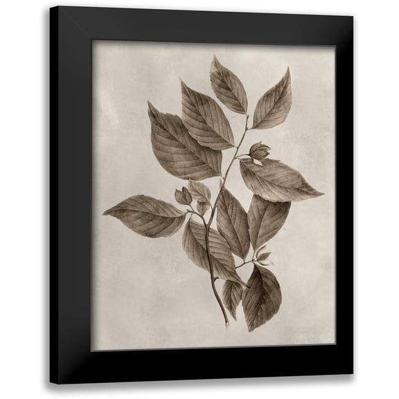 Vision Studio 12x14 Black Modern Framed Museum Art Print Titled - Arbor Specimen III