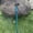 A5, variant on 1PC Telescopic Walking Stick Outdoor Hiking Trekking Poles Aluminum Alloy Metal Folding Cane Crutches Pole For Elderly People, Camping Equipment