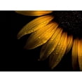 thumbnail image 2 of Carson, Brian 32x25 Black Ornate Wood Framed with Double Matting Museum Art Print Titled - Backyard Flowers Yellow 28, 2 of 4