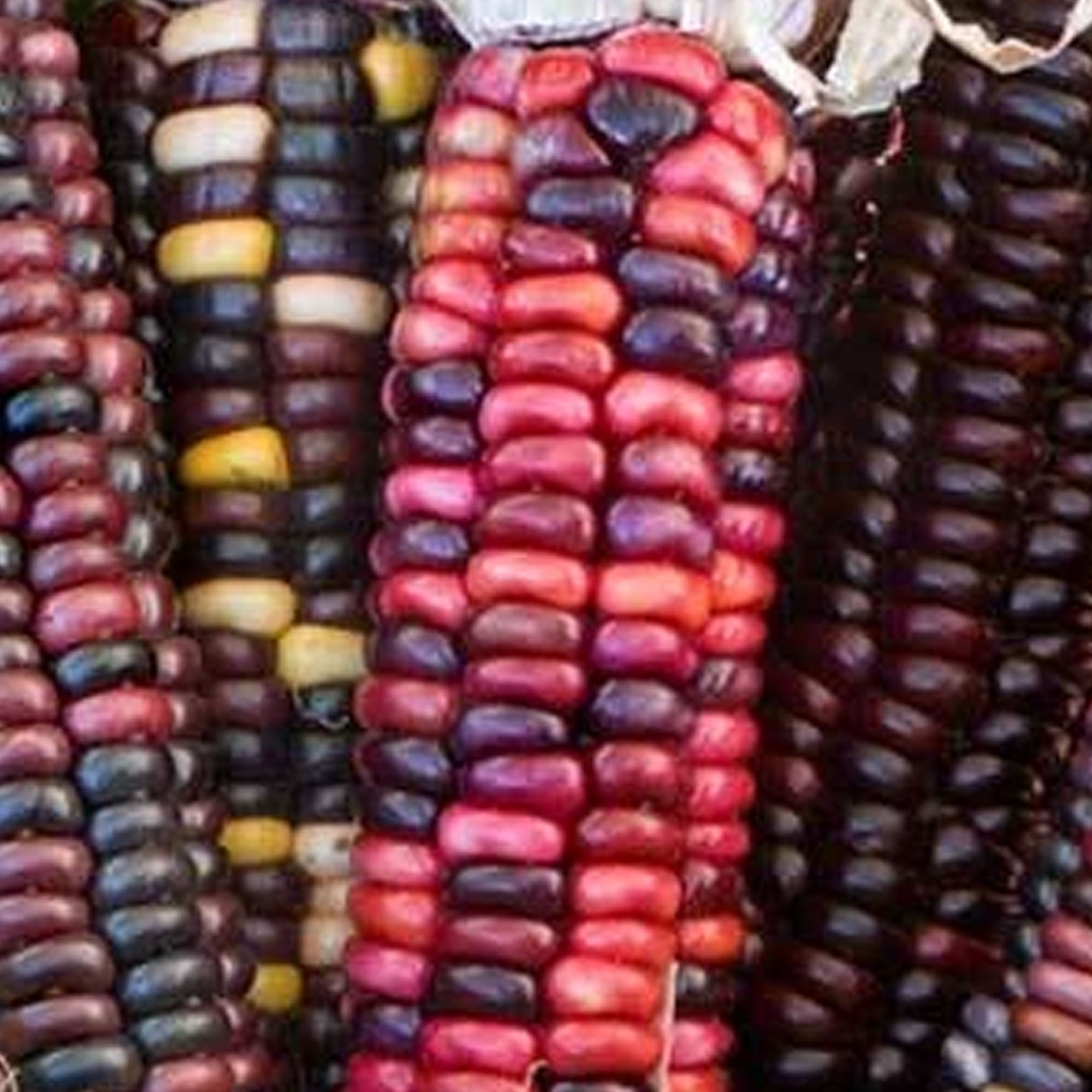 Organic Painted Mountain Corn 25 LB Bulk 60,000 Seeds Organic