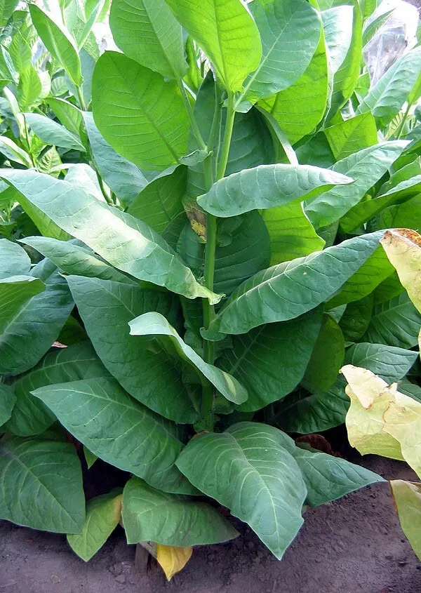 turkish tobacco seeds 1000 Black Sea Samsun Tobacco Seeds ~ Heirloom ~ Oriental / Turkish Tobacco