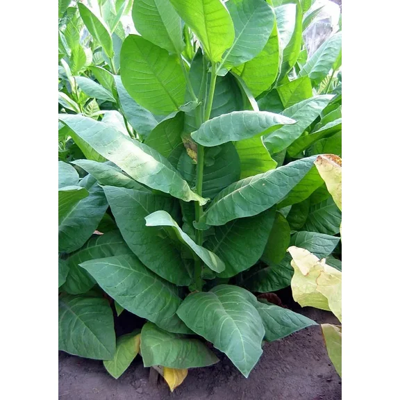 1000 NB 11 Tobacco Seeds ~ Burley Type Heirloom Non-GMO Nicotiana Tabacum