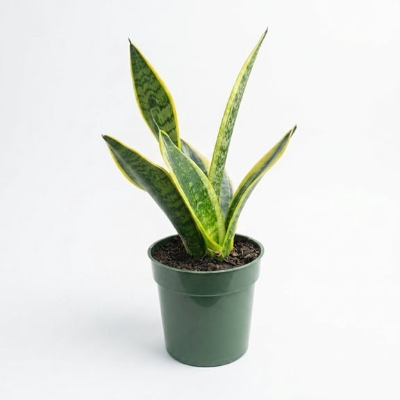 NYGardenia Live Snake Plant (Sansevieria) in 4" Nursery Pot, Easy Care Air Purifying Indoor Houseplant