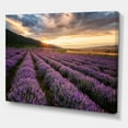 thumbnail image 3 of Designart ' Dramatic Clouds and Sunrise Over Lavender Field VI ' Farmhouse Canvas Wall Art Print, 3 of 4