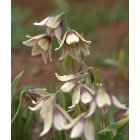 Fritillaria Bulbs  Lantern Flowers  Balcony Landscape  Ground Cover Beautiful Fritillaria Bulbs For Sale