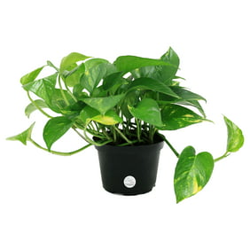 Costa Farms Live Indoor 14in. Tall Green Devil's Ivy; Medium, Indirect Light Plant in 6in. Grower Pot