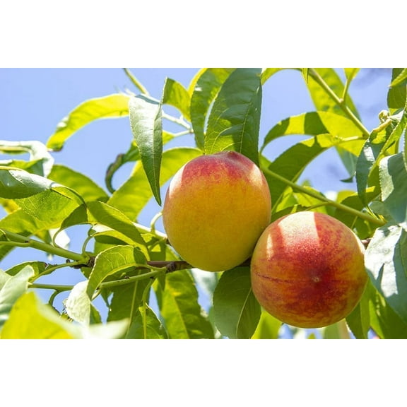 Peach Tree Seeds - Grow Delicious Peaches - Made in USA. Ships from Iowa (12 Seeds)