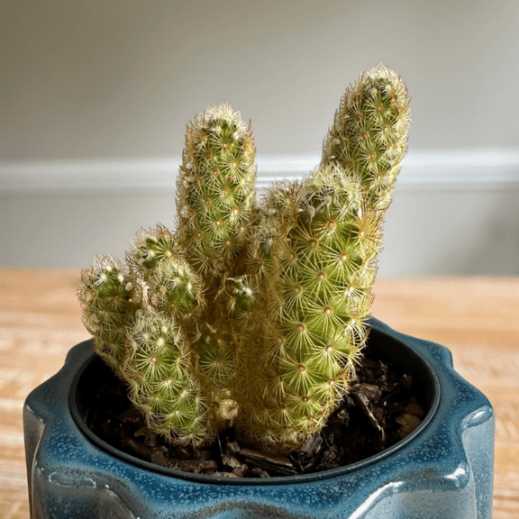 Ladyfinger Cactus, Mammillaria Elongata, Cactus Cluster in 4" Pot